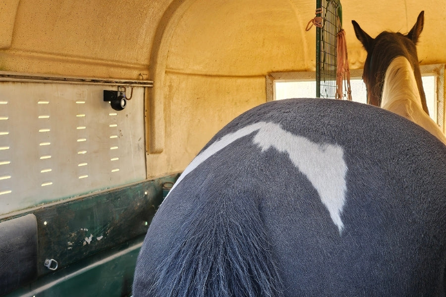 Keep an Eye on What Matters Most: Using the WRC001 to Monitor Your Horse on the Road